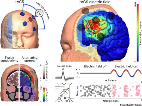 transcranial rf effects